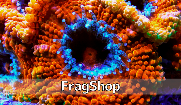 Fragshop koralji